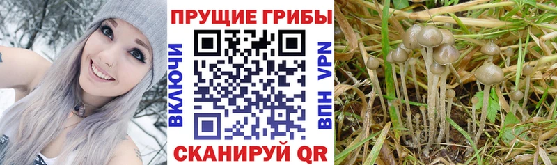 Купить закладки  Елабуга  Галлюциногенные грибы GOLDEN TEACHER 